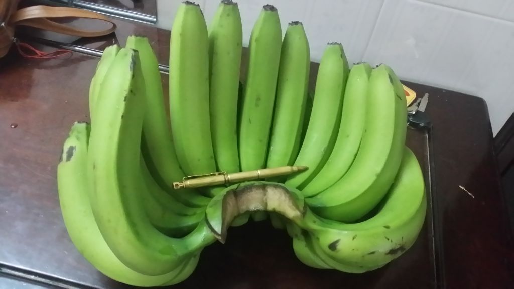 cavendish banana