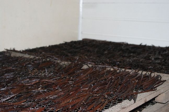 Madagascar Dried Vanilla beans