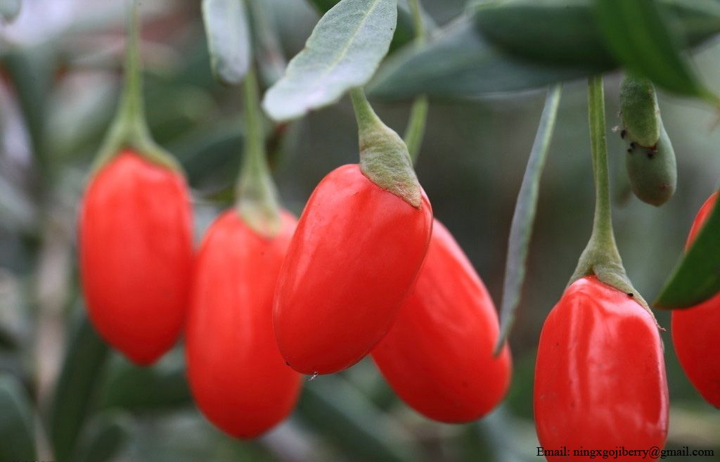 Organic Goji berry, organic wolfberry, Chinese medlar, Chinese wolfberry, Ningxia Goji