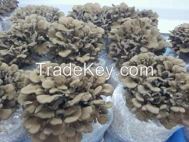 maitake