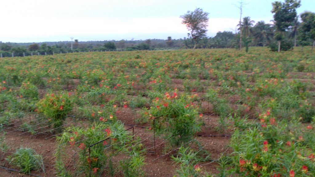 Gloriosa Superba seeds