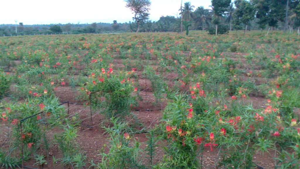 Gloriosa Superba seeds