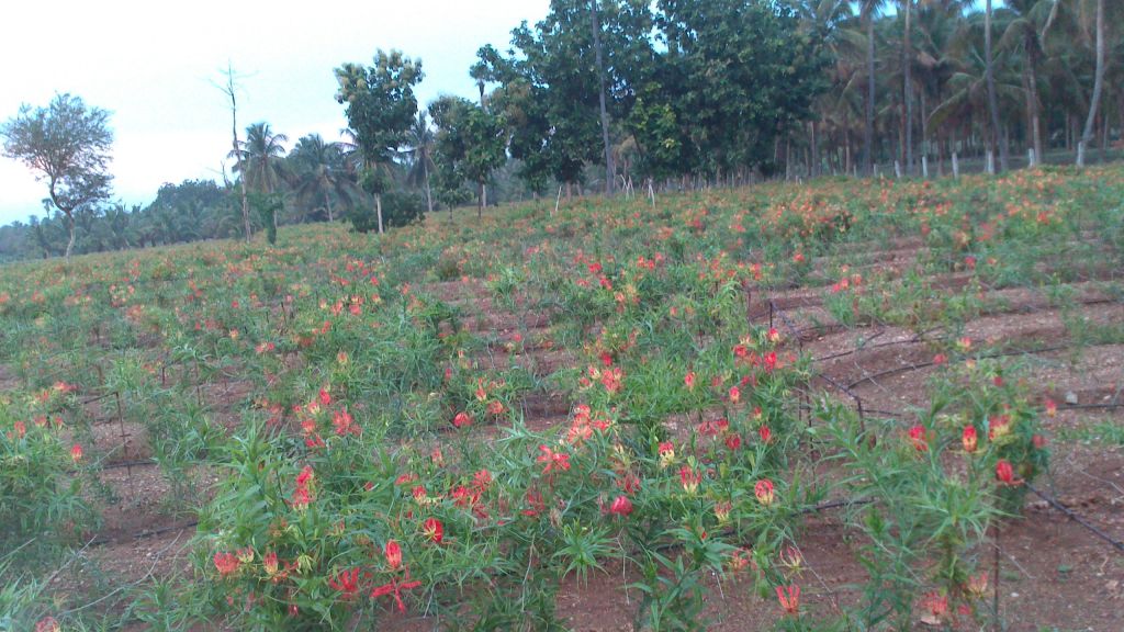 Gloriosa Superba seeds