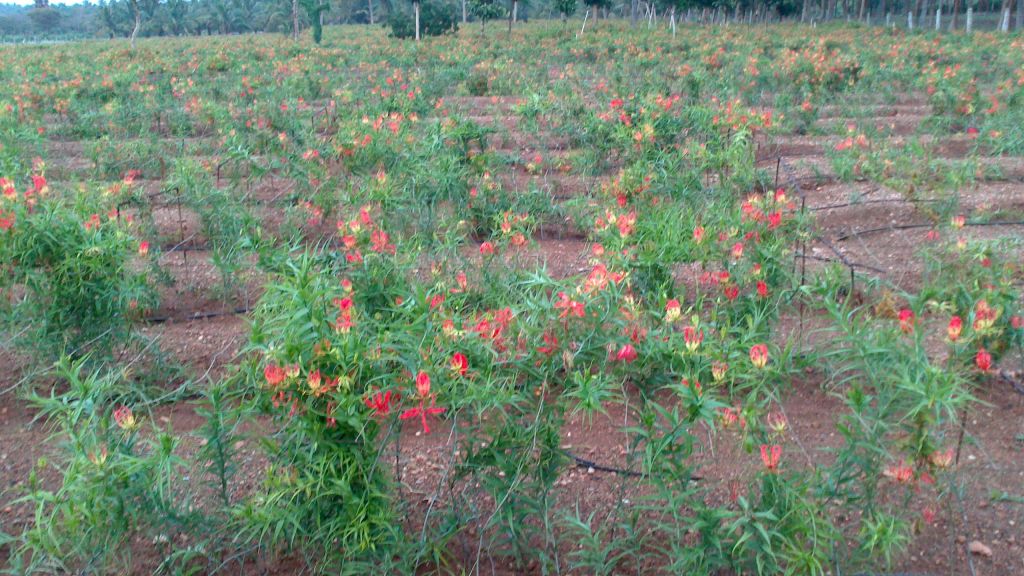 Gloriosa Superba seeds