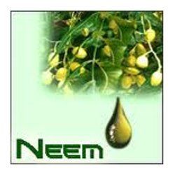 Neem oil