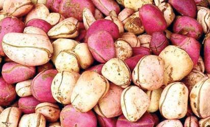 Kola Nut