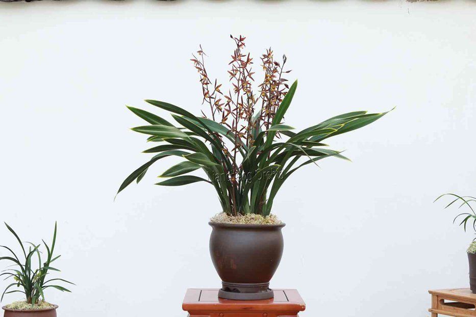 Cymbidium Sinense, orchid plant, M4