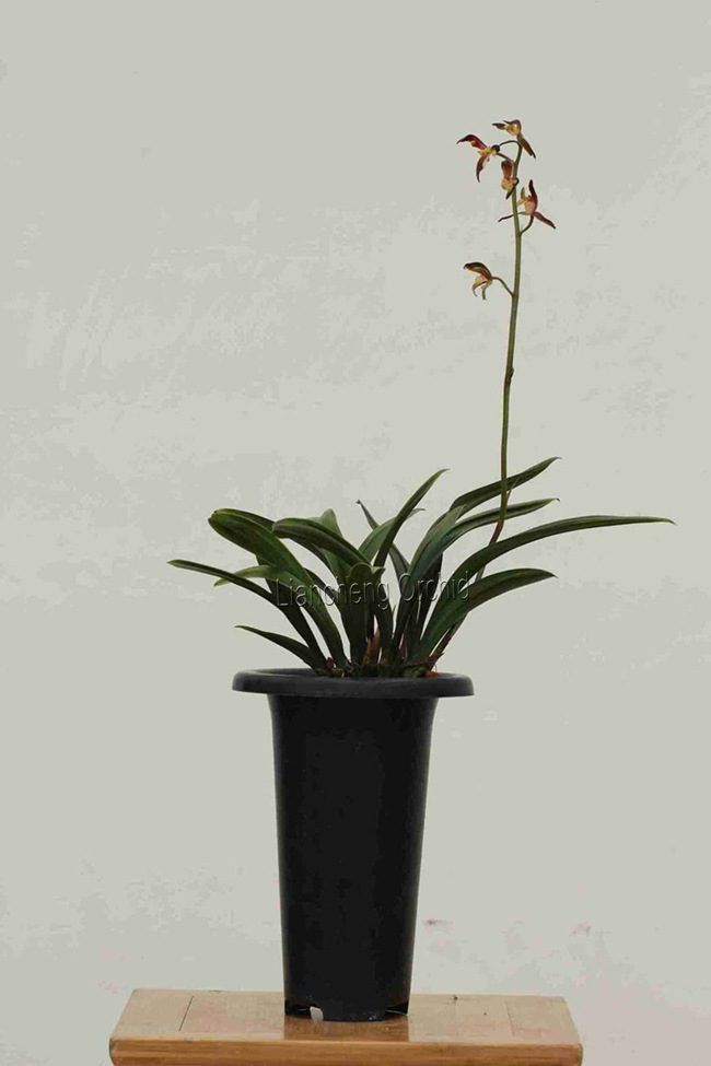 orchid plant cymbidium sinense M1