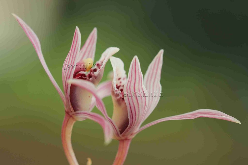 Cymbidium Sinense, orchid plant, M7