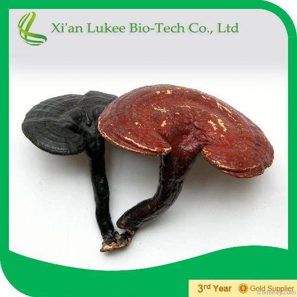 High quality Ganoderma lucidum powder