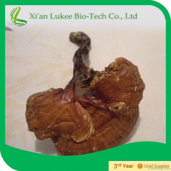 Heath care ganoderma lucidum polysaccharide