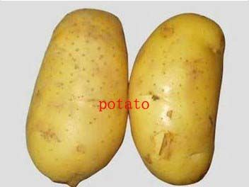 Fresh Potato