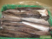 Frozen tail off Hake from USA