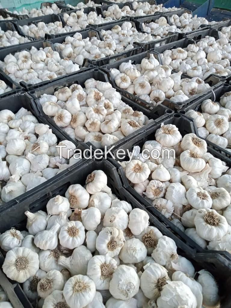 egyptian white garlic