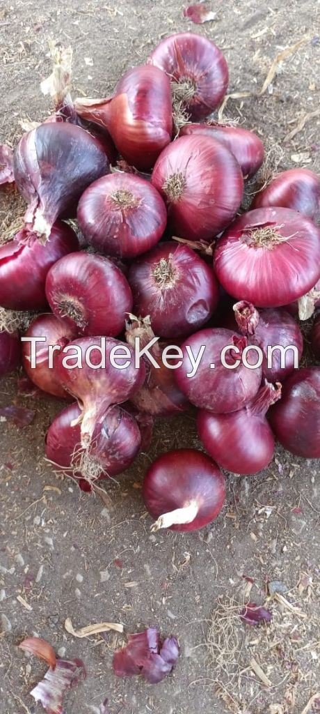 Egyptian red onion