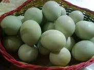 Fresh Duck Eggs