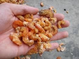 Dried Shrimp