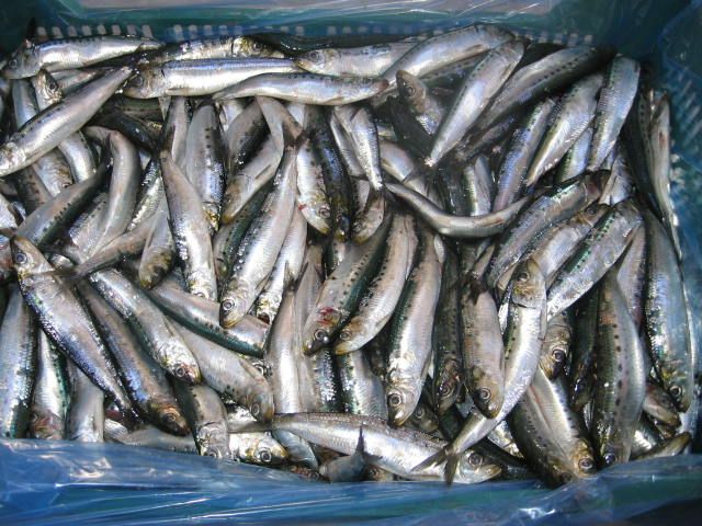 Sardines as bait