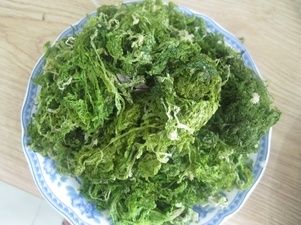 ULVA LACTUCA SEAWEED