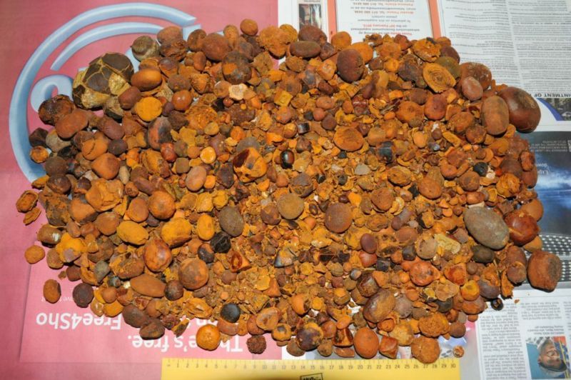 Ox Gallstones