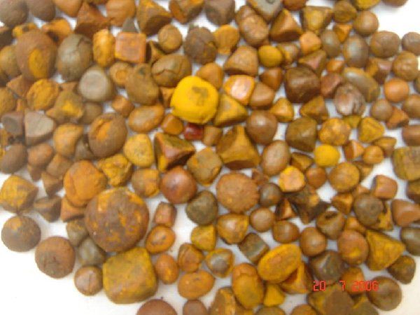 Cow Ox Gallstones