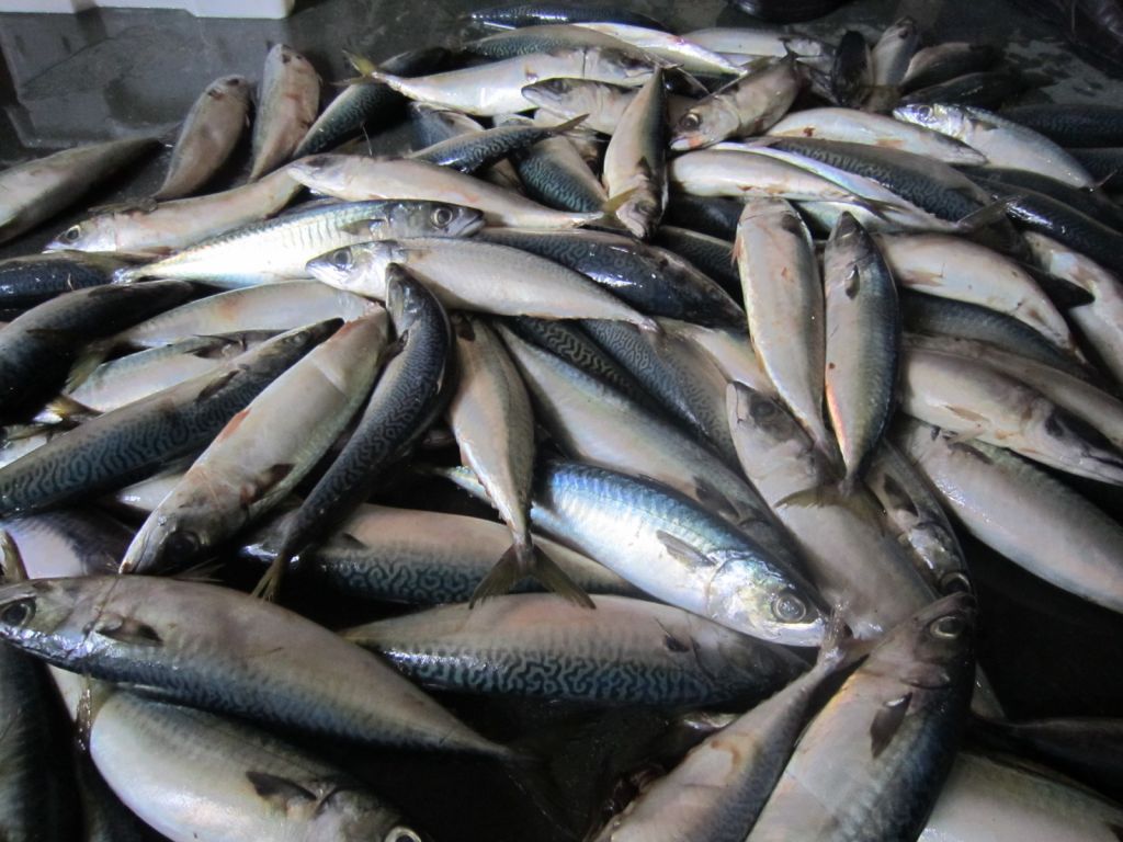 high quality frozen pacific mackerel HGT, HG, fillet