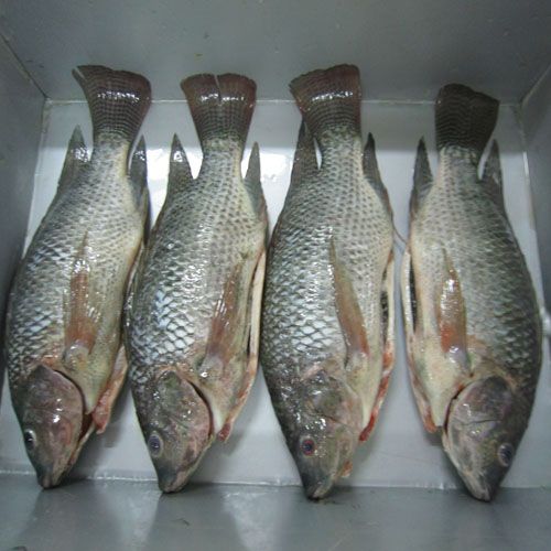 whole and round frozen tilapia