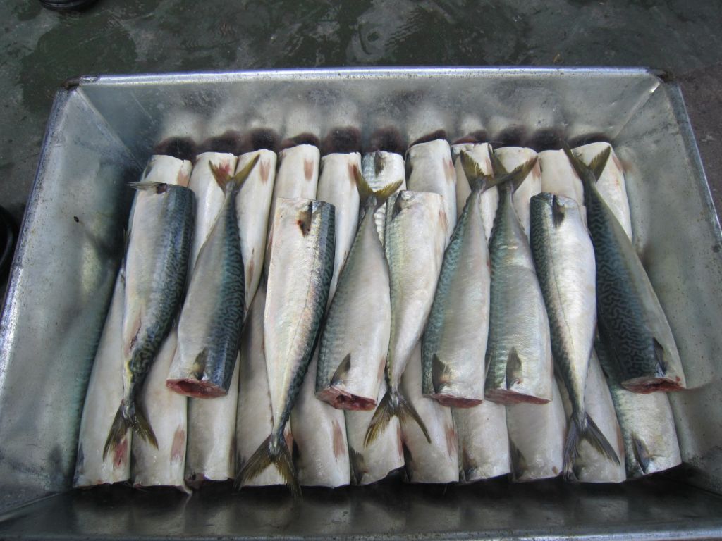 high quality frozen pacific mackerel HGT, HG, fillet