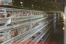  Egg Farm For Breeding Layer Chickens