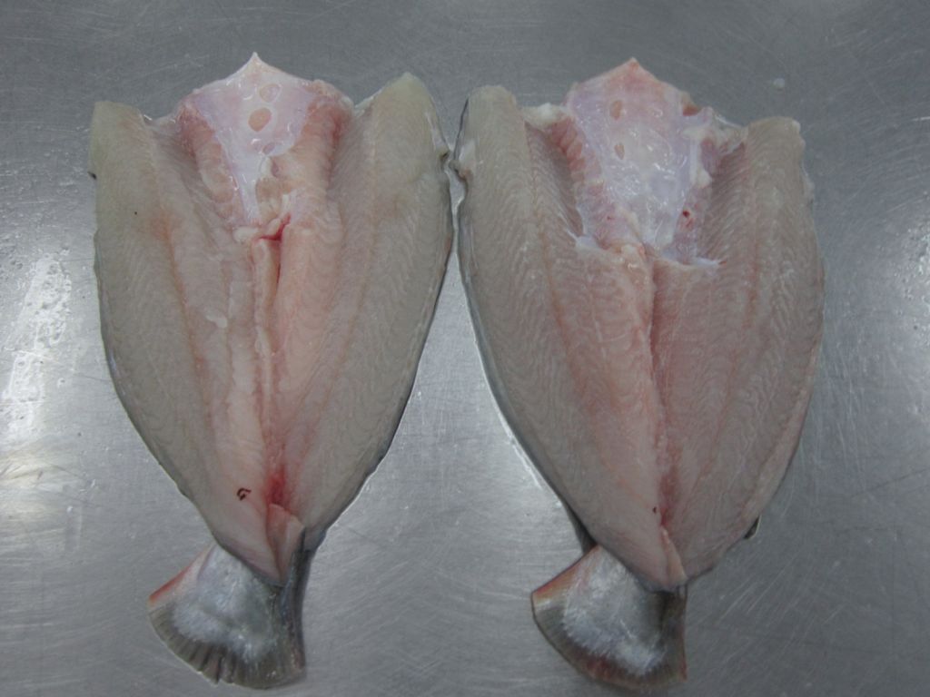 SELL: FROZEN PANGASIUS BUTTERFLY