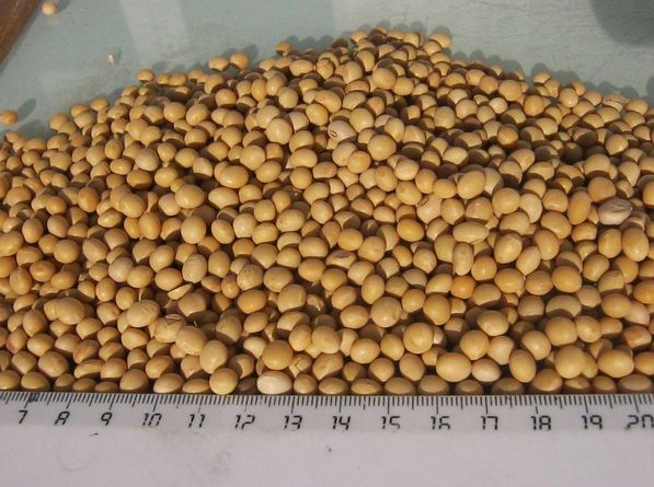 Raw Soybeans (Dry), Organic Non Gmo , Frozen Green Soybean kernel