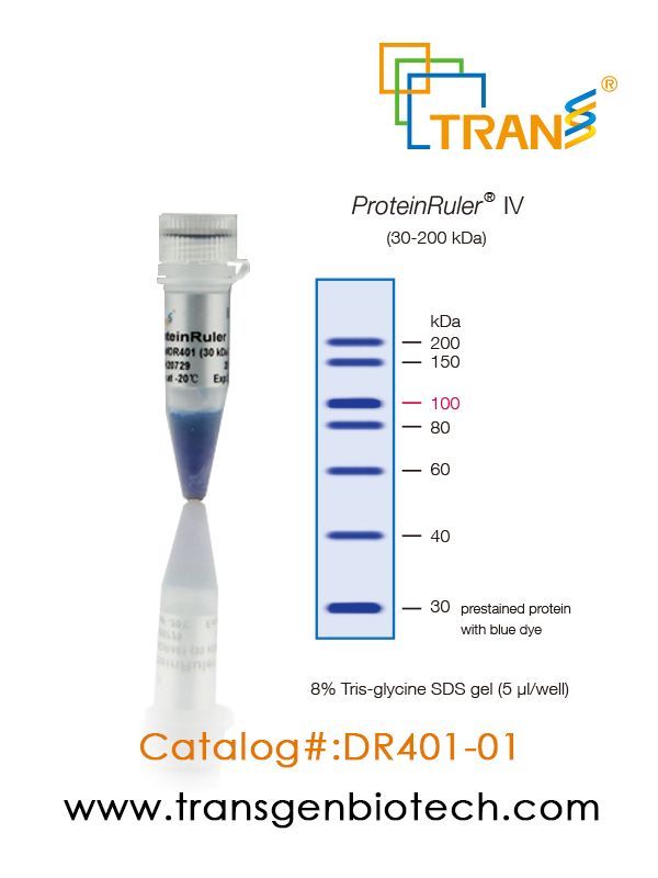 ProteinRuler IV