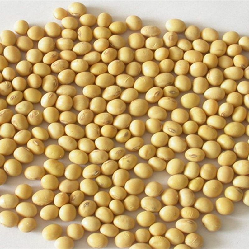 good quality soybean