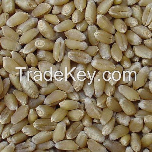 Durum/Soft/Milling Wheat Best price