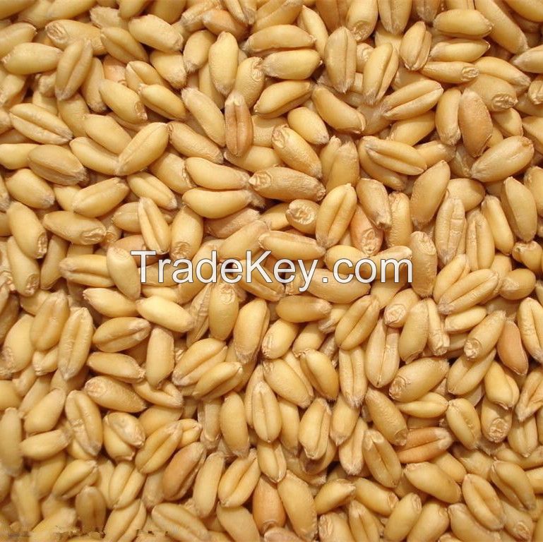 feed wheat for animals for hot sale with good price