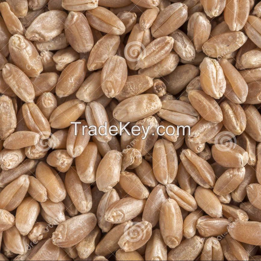 2 grade human consumption wheat