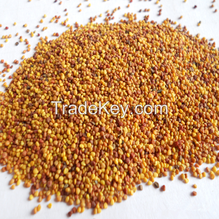 high quality lucerne seeds with competitive price