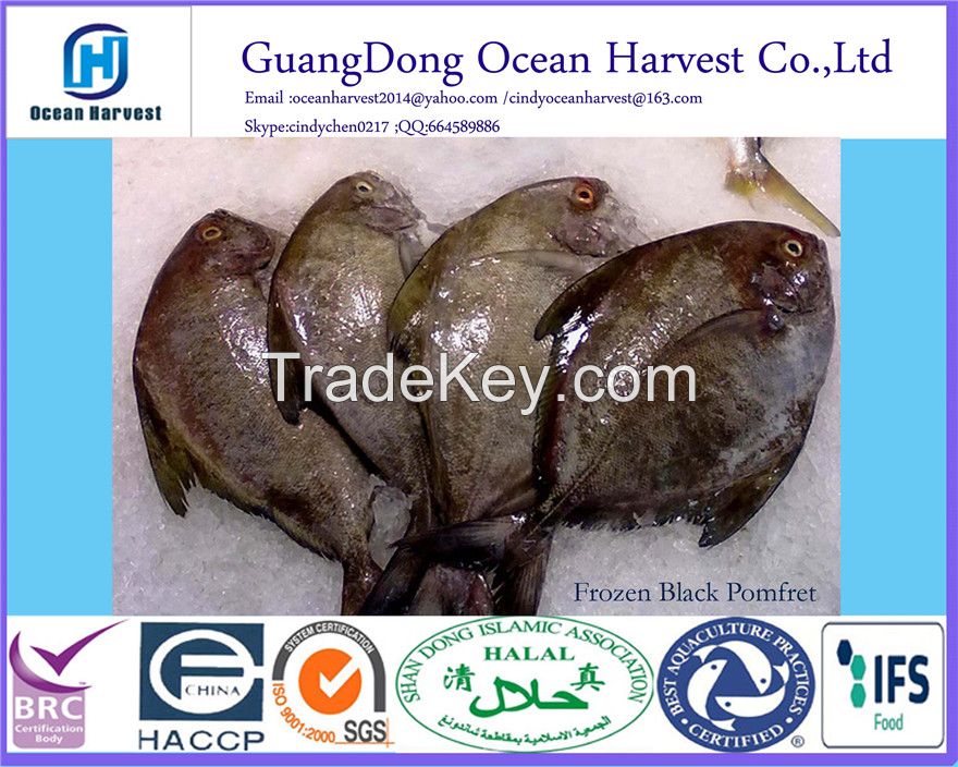 frozen Black Pomfret China