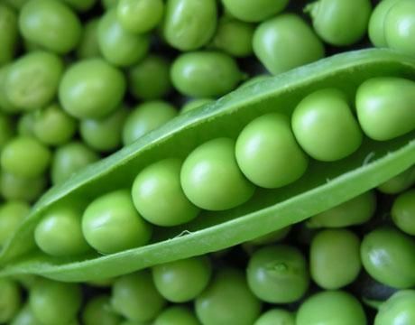 Canned green pea