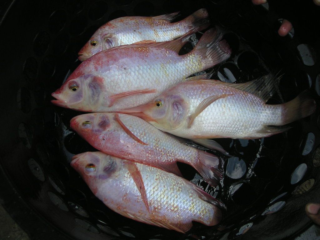 Red Tilapia