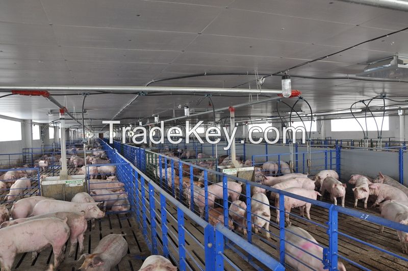 Boer Goats, Cattle, Lambs, Pigs,Sheep,and Piglets Ready For Sale