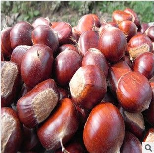 Chinese Chestnut