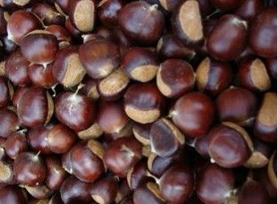 Chinese Chestnut