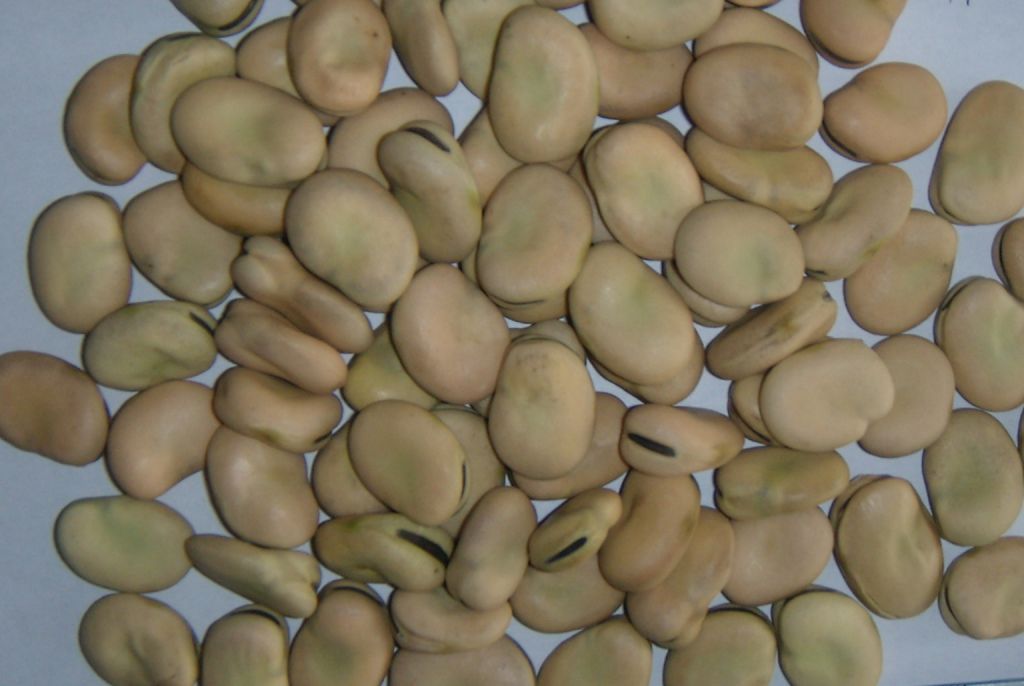 Dried Broad Beans 2013 Crop Yunnan Origin