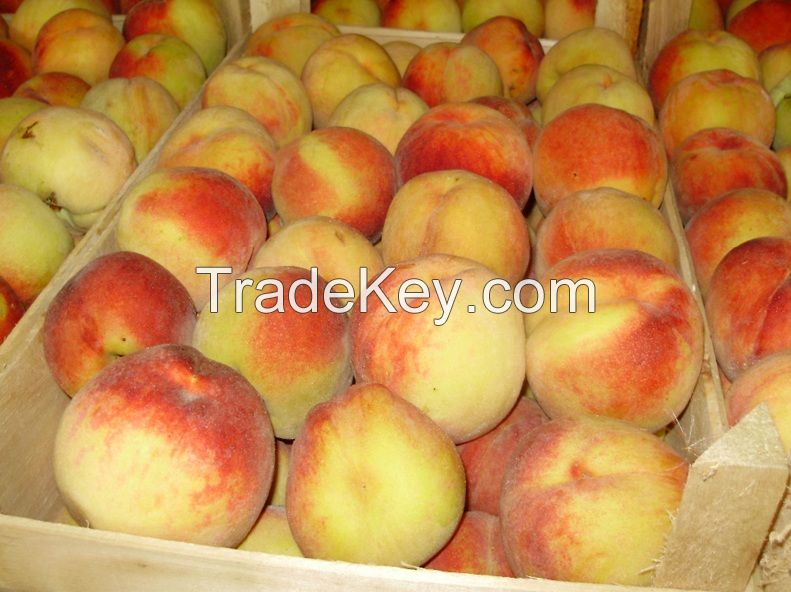 Fresh South Africa Fruit 15kg carton Peaches, Apricot, Pears, Avocado, Mango, Pineapple, Water Melon, Oranges Valencia, Fruit grape exporters