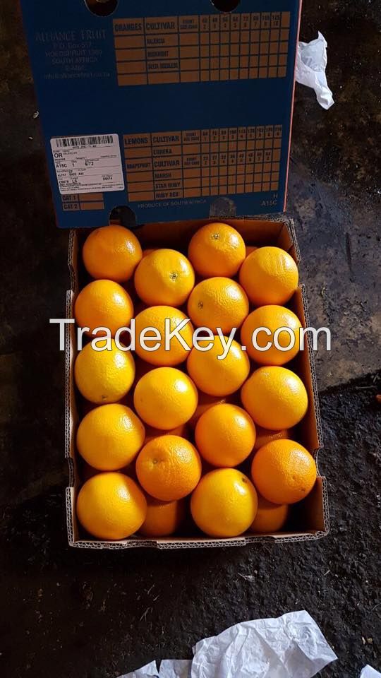 Fresh South Africa Fruit 15kg carton Peaches, Apricot, Pears, Avocado, Mango, Pineapple, Water Melon, Oranges Valencia, Fruit grape exporters