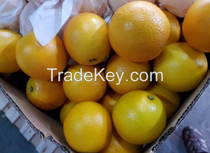 South Africa Fresh Fruits Citrus 15kg carton Type Oranges Navel, Valencia, Mandarin, Lime/ Lemon/ eureka Growers, Exporters, Suppliers