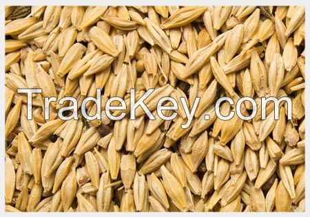 High   quality  Barley Malt for Making Beer