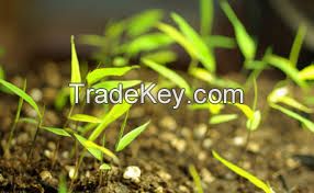 High   quality  2014 latest moso bamboo seeds