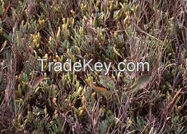 High  quality  salicornia bigelovii seeds for planting